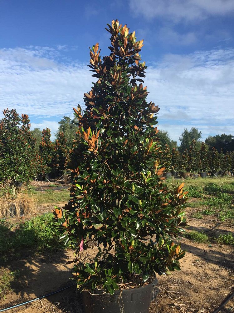 magnolia-grandiflora-little-gem-southern-magnolia