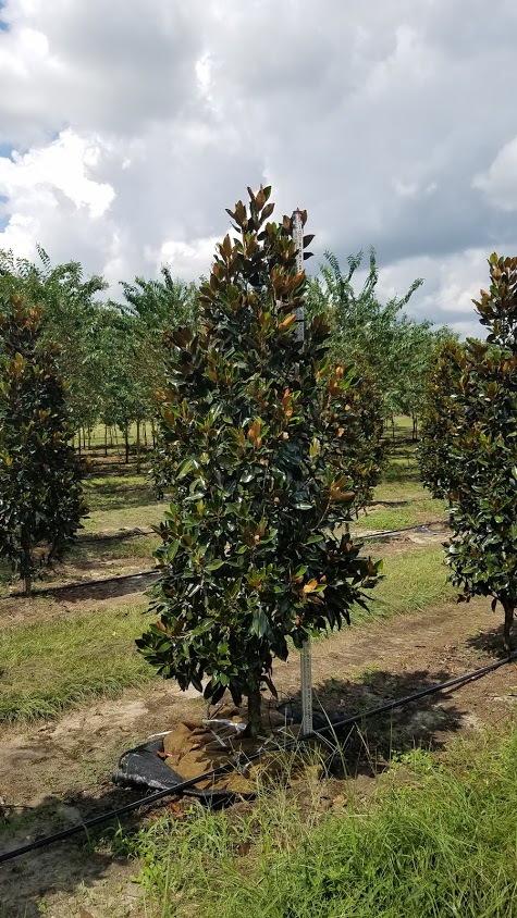 magnolia-grandiflora-little-gem-southern-magnolia