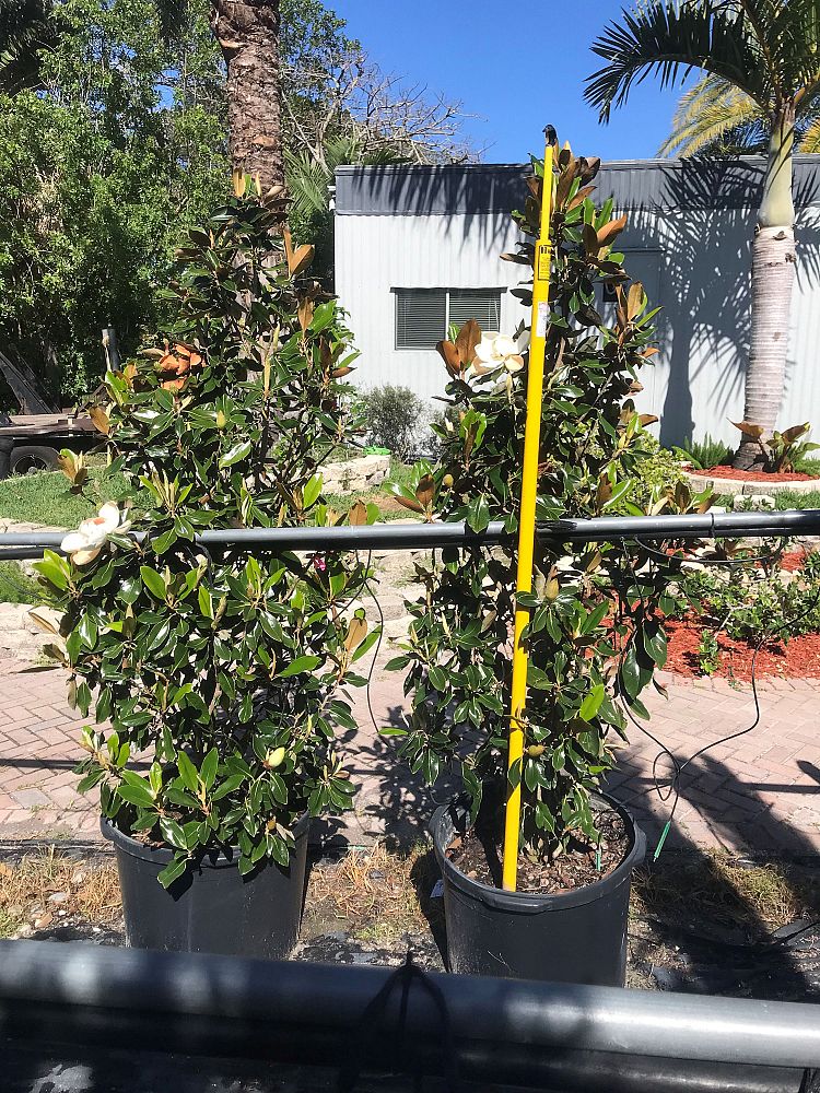 magnolia-grandiflora-little-gem-southern-magnolia