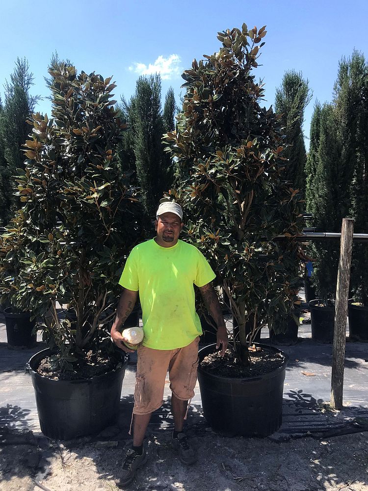 magnolia-grandiflora-little-gem-southern-magnolia