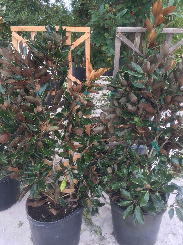 magnolia-grandiflora-little-gem-southern-magnolia