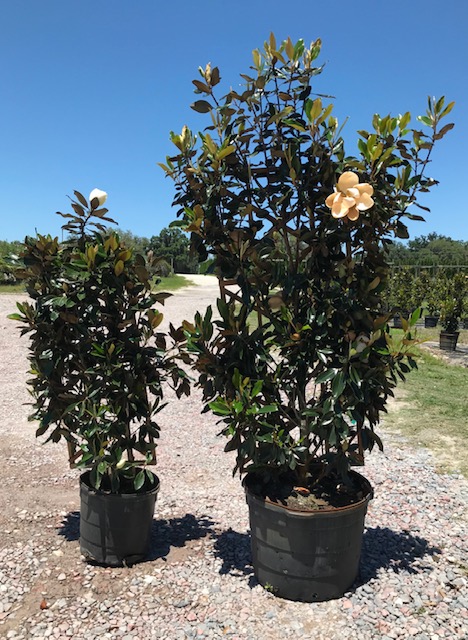 magnolia-grandiflora-little-gem-southern-magnolia