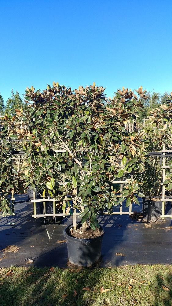 magnolia-grandiflora-little-gem-southern-magnolia