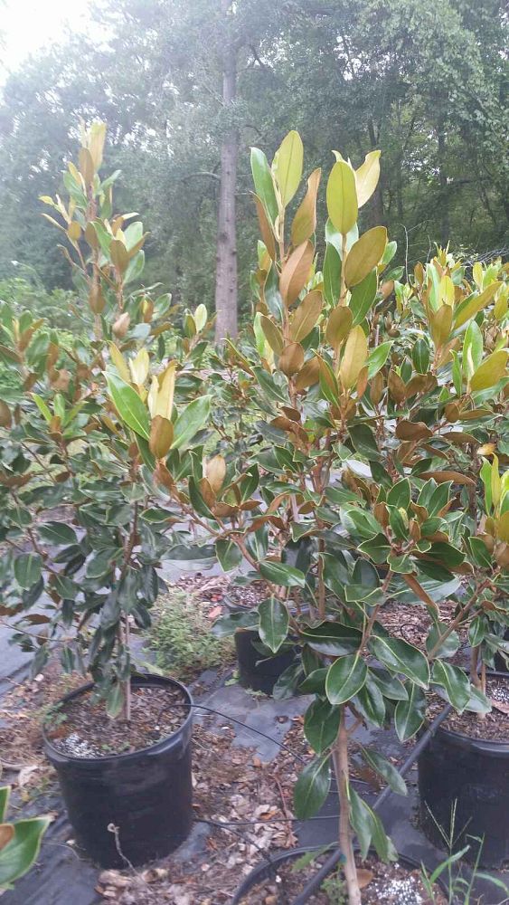 magnolia-grandiflora-little-gem-southern-magnolia