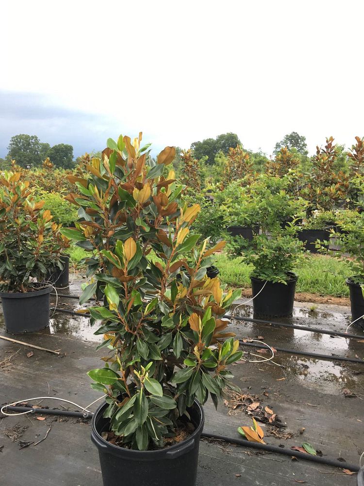 magnolia-grandiflora-little-gem-southern-magnolia
