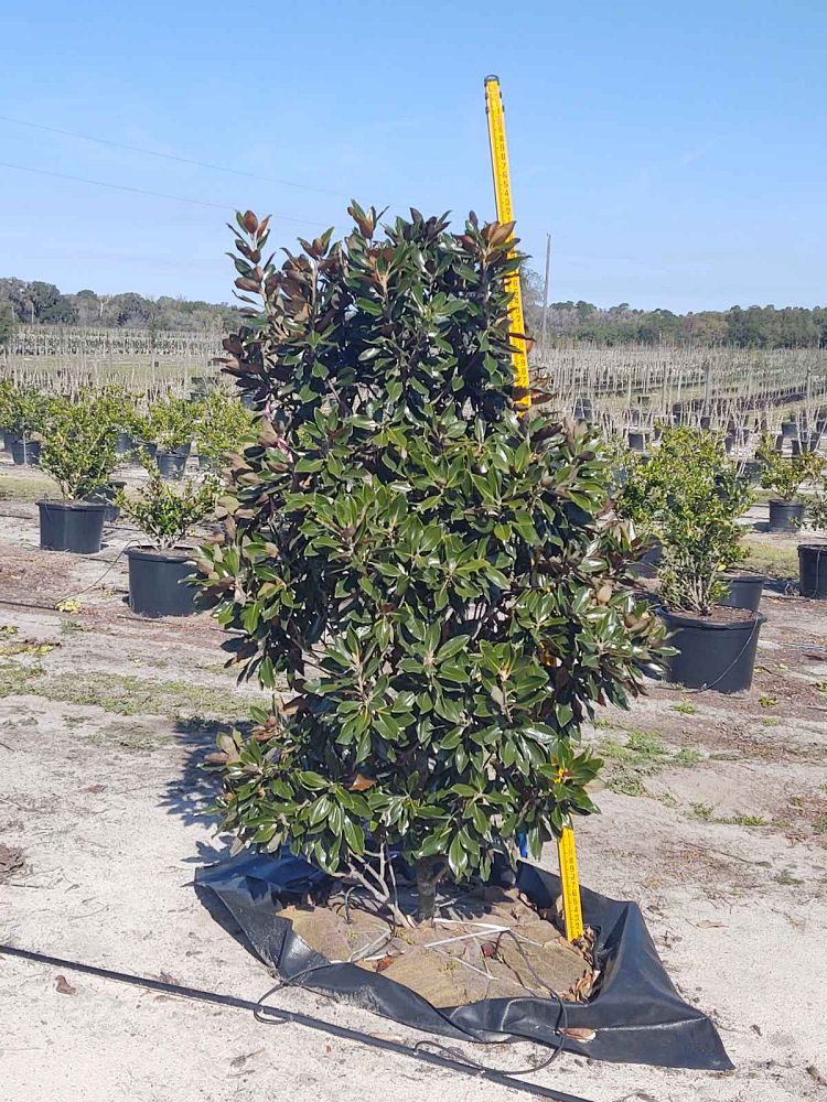 magnolia-grandiflora-little-gem-southern-magnolia
