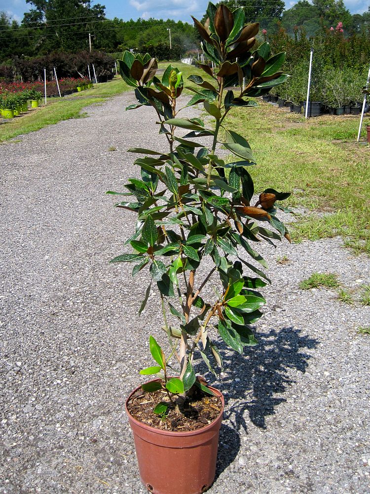 magnolia-grandiflora-little-gem-southern-magnolia