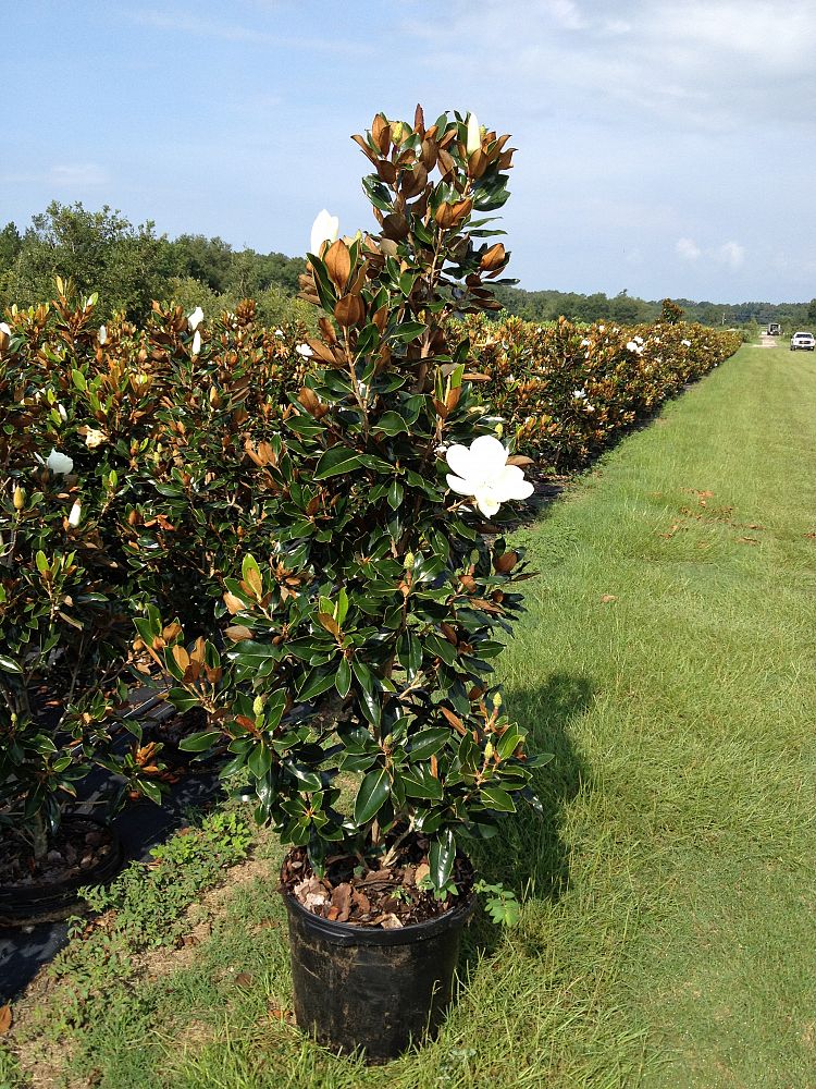 magnolia-grandiflora-little-gem-southern-magnolia