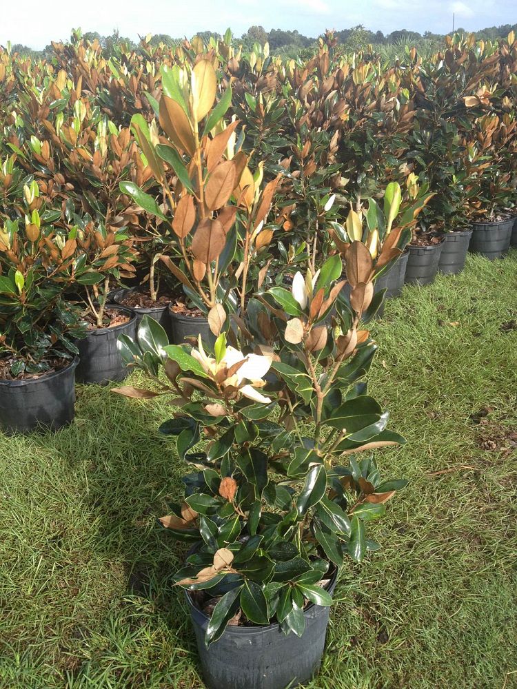 magnolia-grandiflora-little-gem-southern-magnolia
