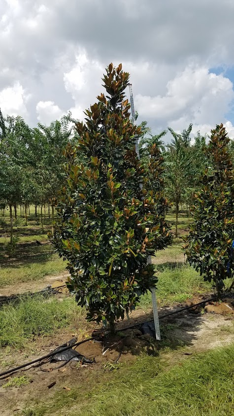 magnolia-grandiflora-little-gem-southern-magnolia