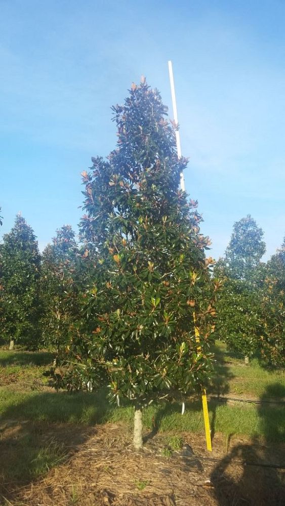 magnolia-grandiflora-little-gem-southern-magnolia
