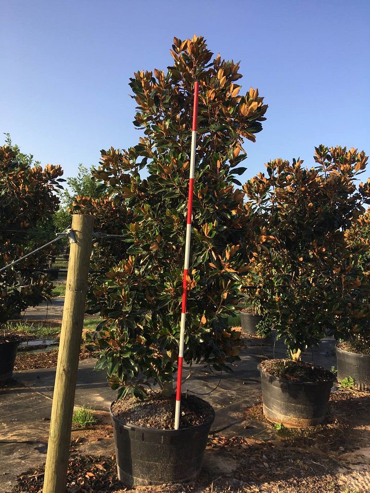 magnolia-grandiflora-little-gem-southern-magnolia