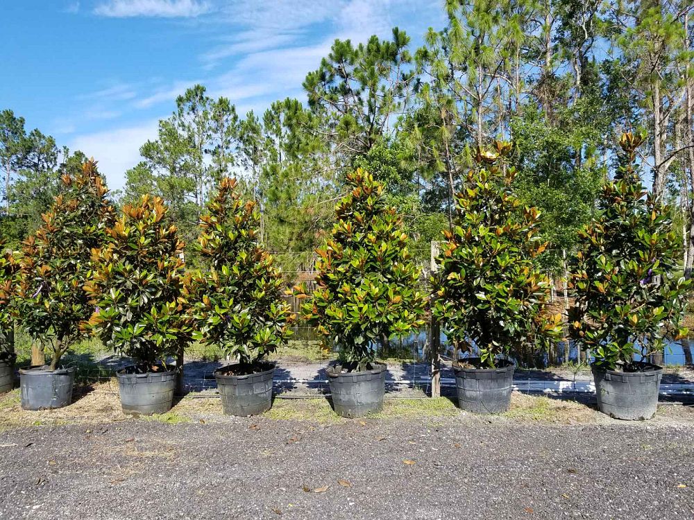 magnolia-grandiflora-little-gem-southern-magnolia