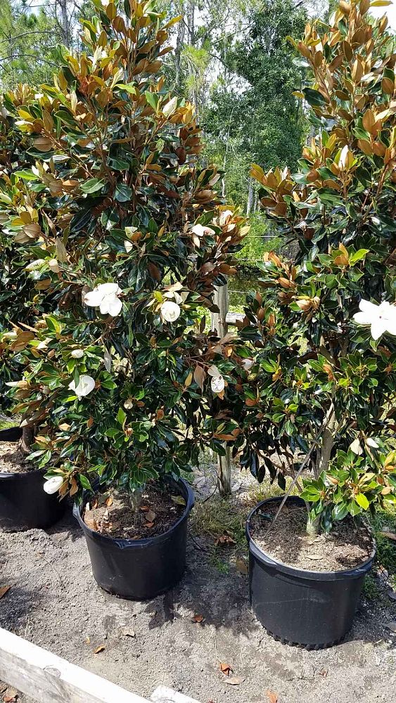 magnolia-grandiflora-little-gem-southern-magnolia