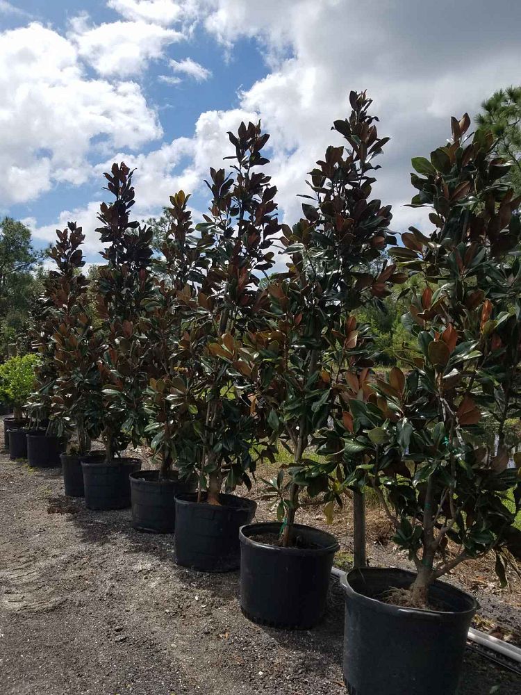 magnolia-grandiflora-little-gem-southern-magnolia