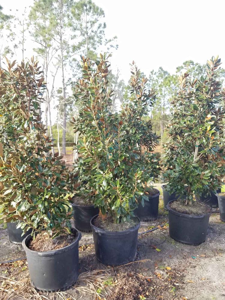 magnolia-grandiflora-little-gem-southern-magnolia