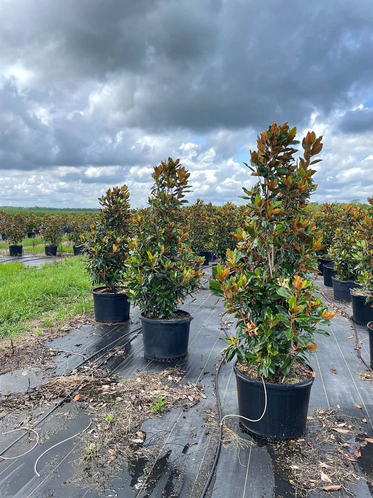 magnolia-grandiflora-little-gem-southern-magnolia