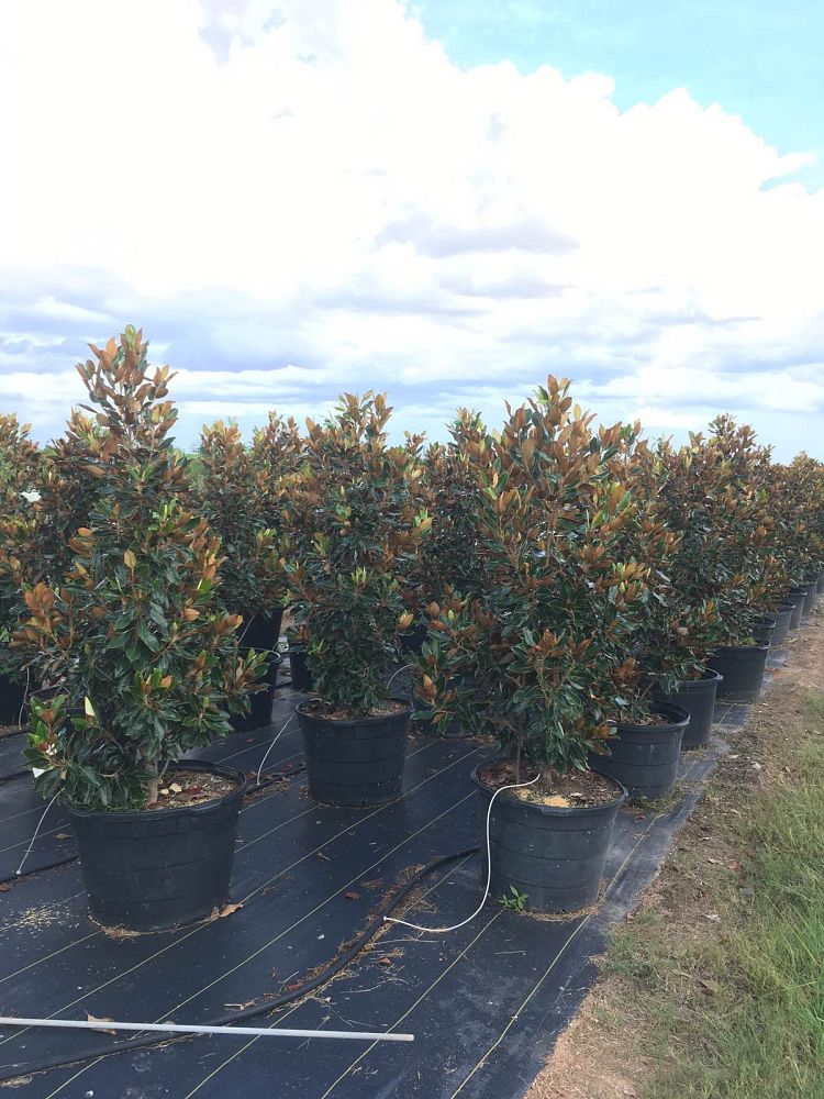 magnolia-grandiflora-little-gem-southern-magnolia