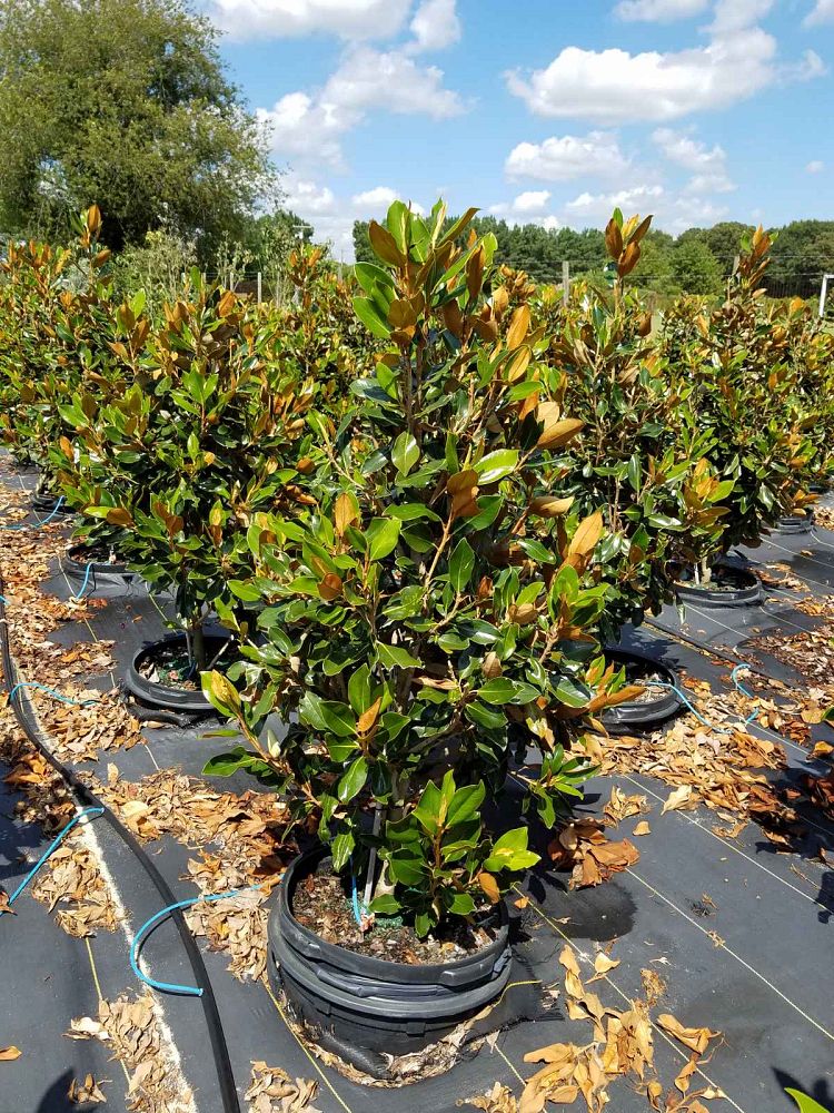 magnolia-grandiflora-little-gem-southern-magnolia