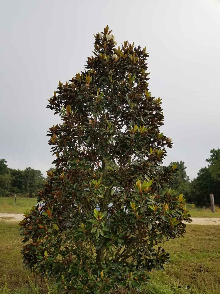 magnolia-grandiflora-little-gem-southern-magnolia