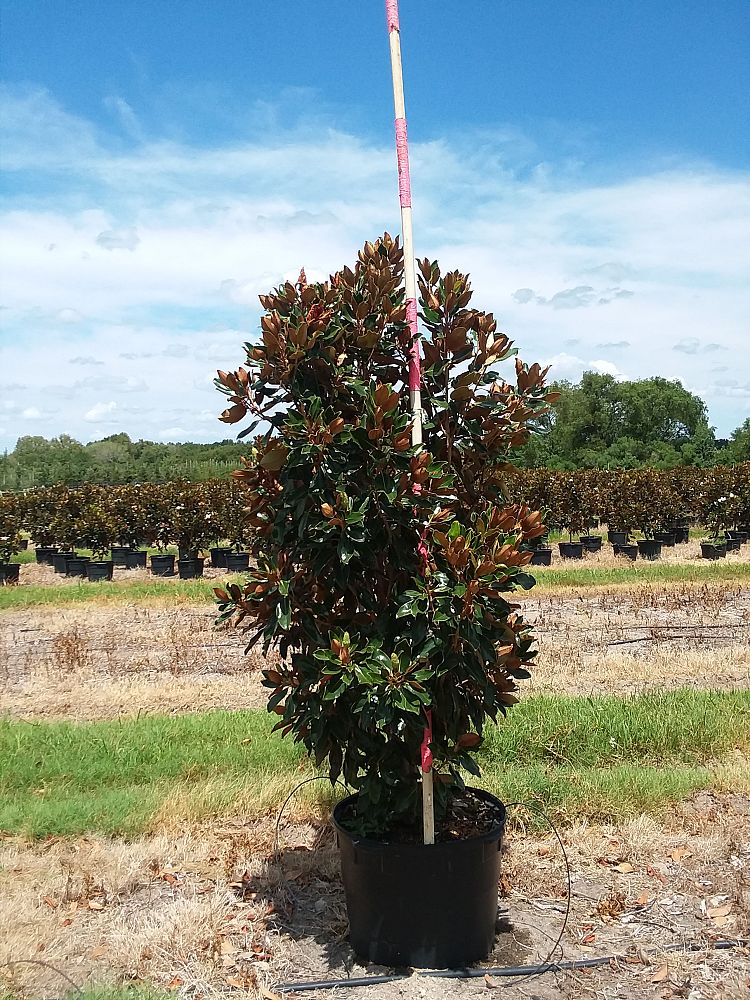 magnolia-grandiflora-little-gem-southern-magnolia
