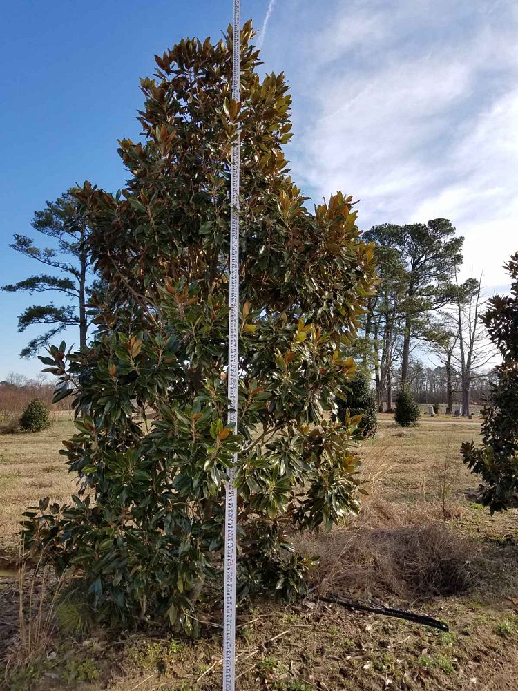 magnolia-grandiflora-little-gem-southern-magnolia
