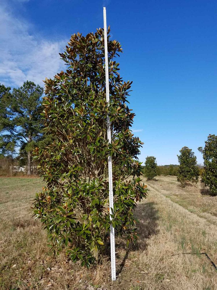 magnolia-grandiflora-little-gem-southern-magnolia
