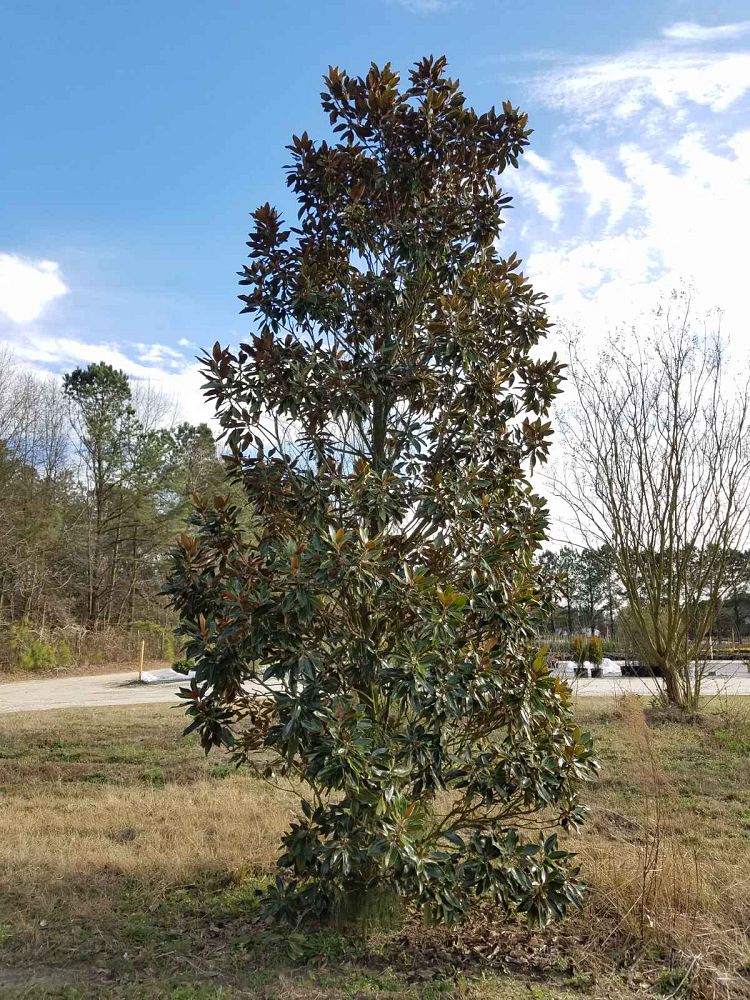magnolia-grandiflora-little-gem-southern-magnolia