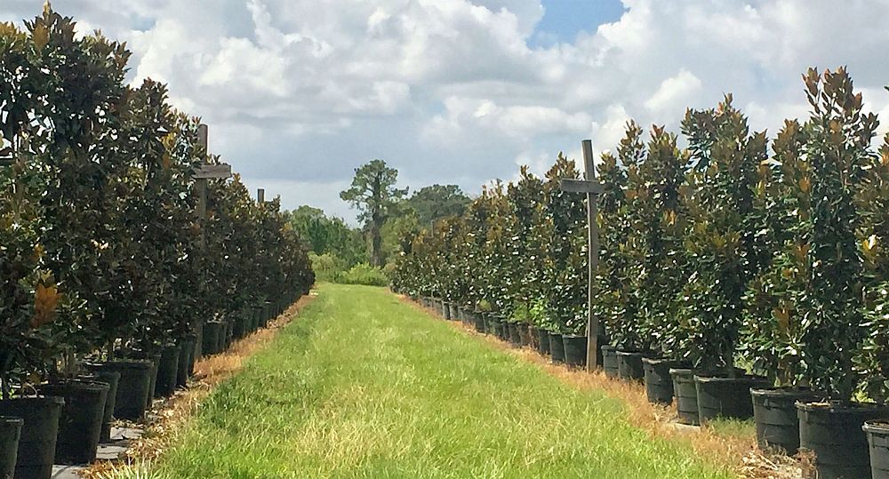magnolia-grandiflora-little-gem-southern-magnolia