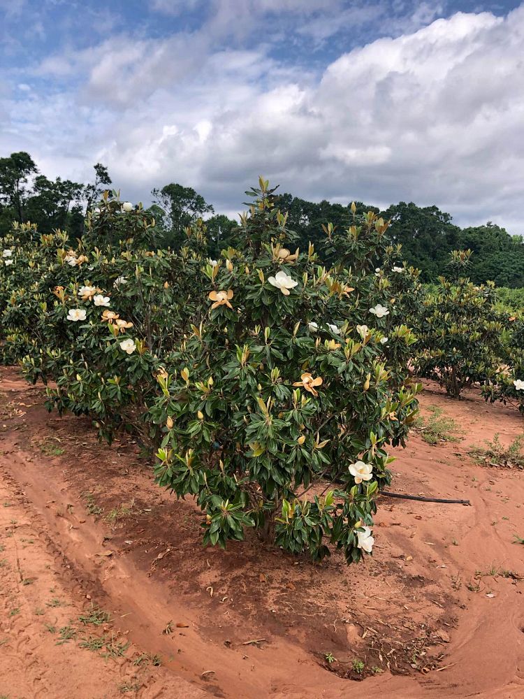 magnolia-grandiflora-little-gem-southern-magnolia