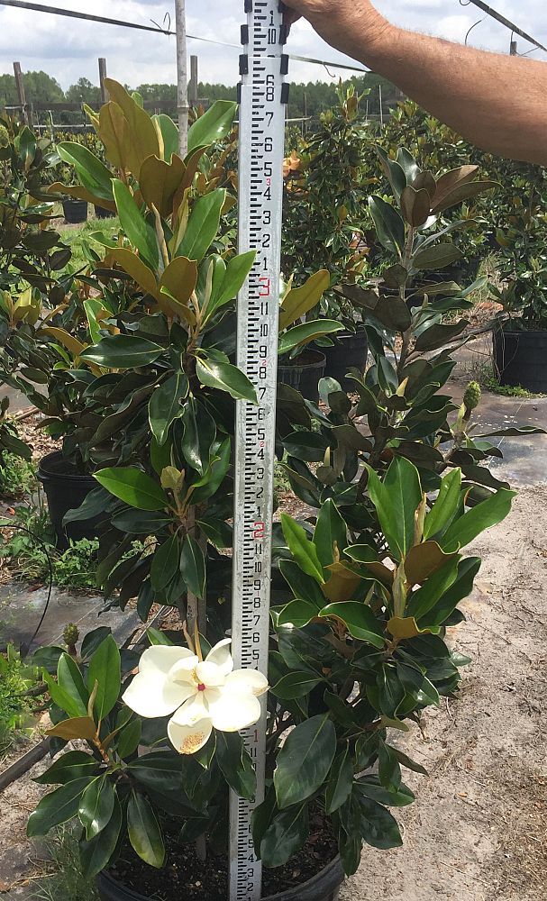 magnolia-grandiflora-little-gem-southern-magnolia