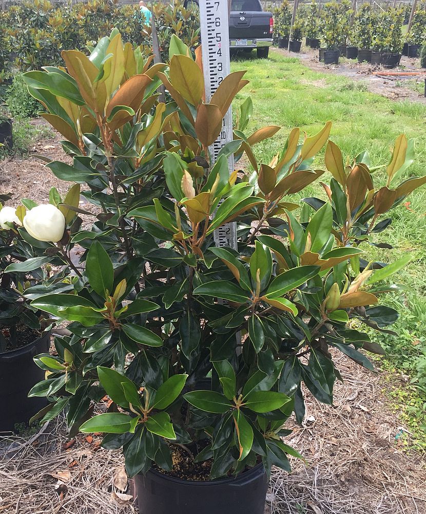 magnolia-grandiflora-little-gem-southern-magnolia
