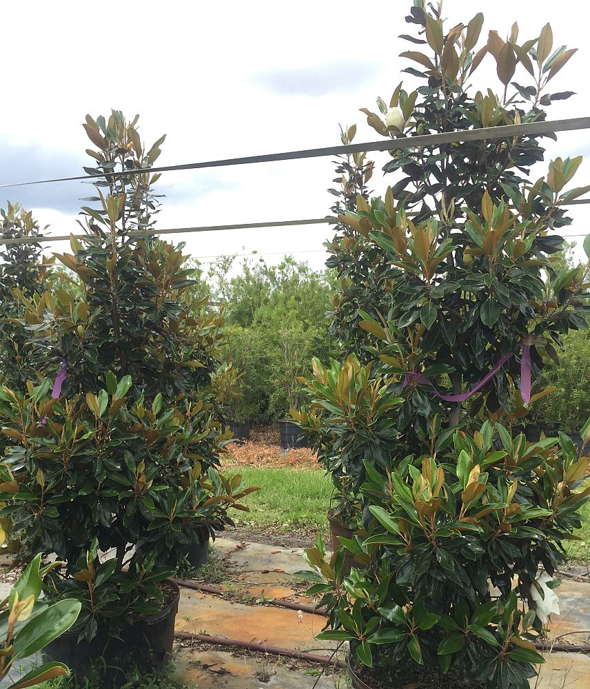 magnolia-grandiflora-little-gem-southern-magnolia