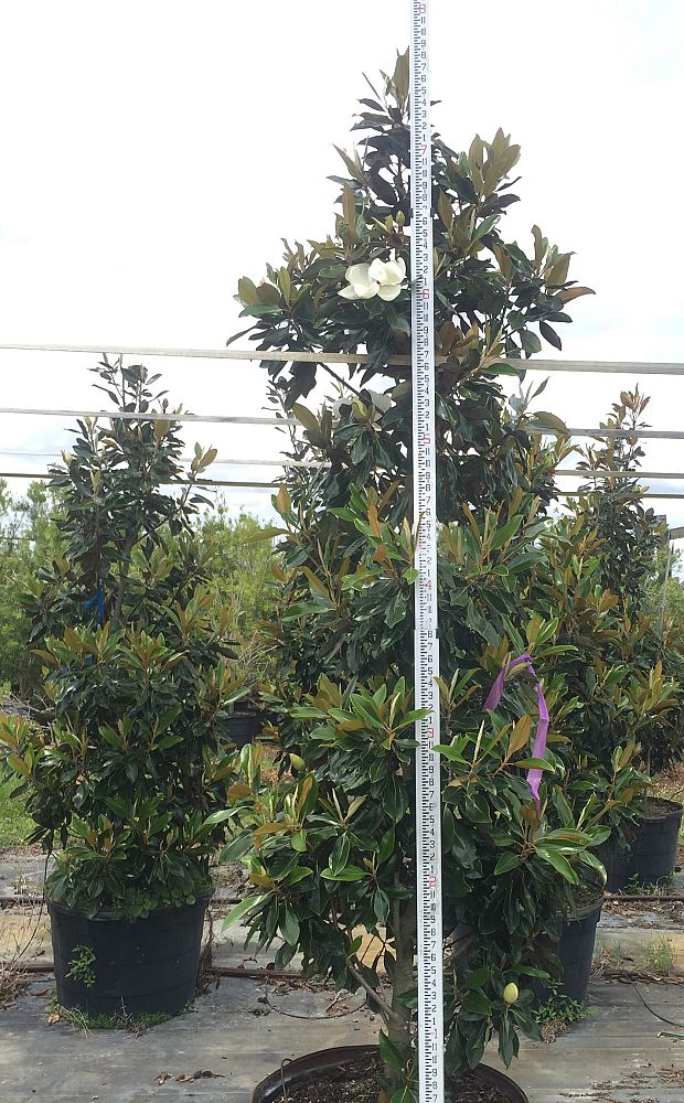 magnolia-grandiflora-little-gem-southern-magnolia