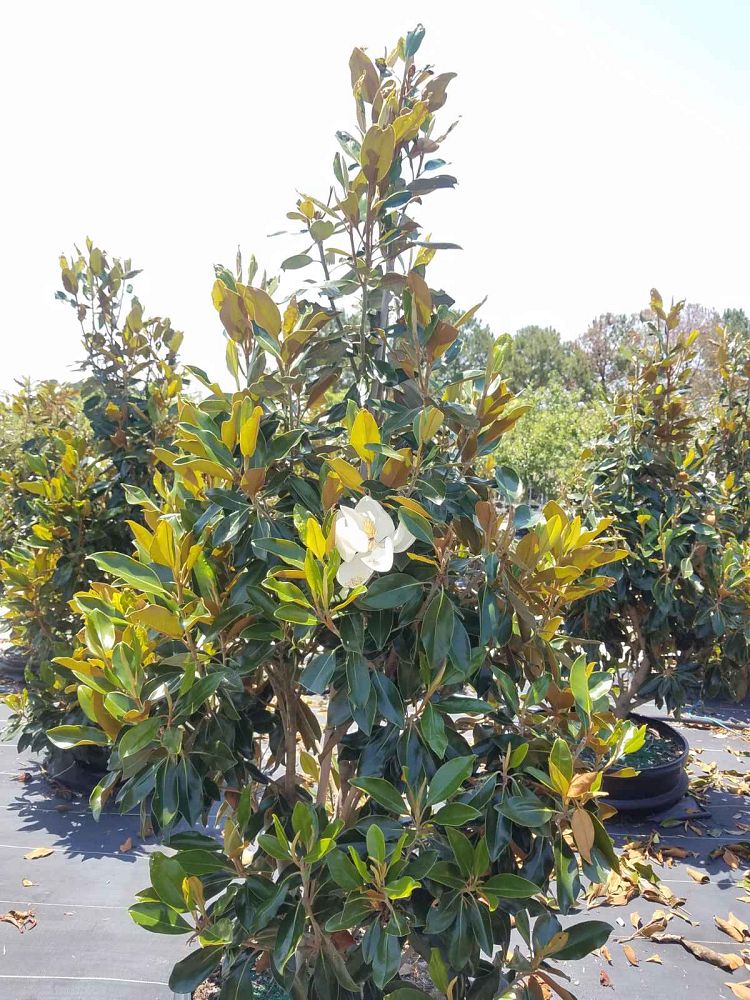 magnolia-grandiflora-little-gem-southern-magnolia