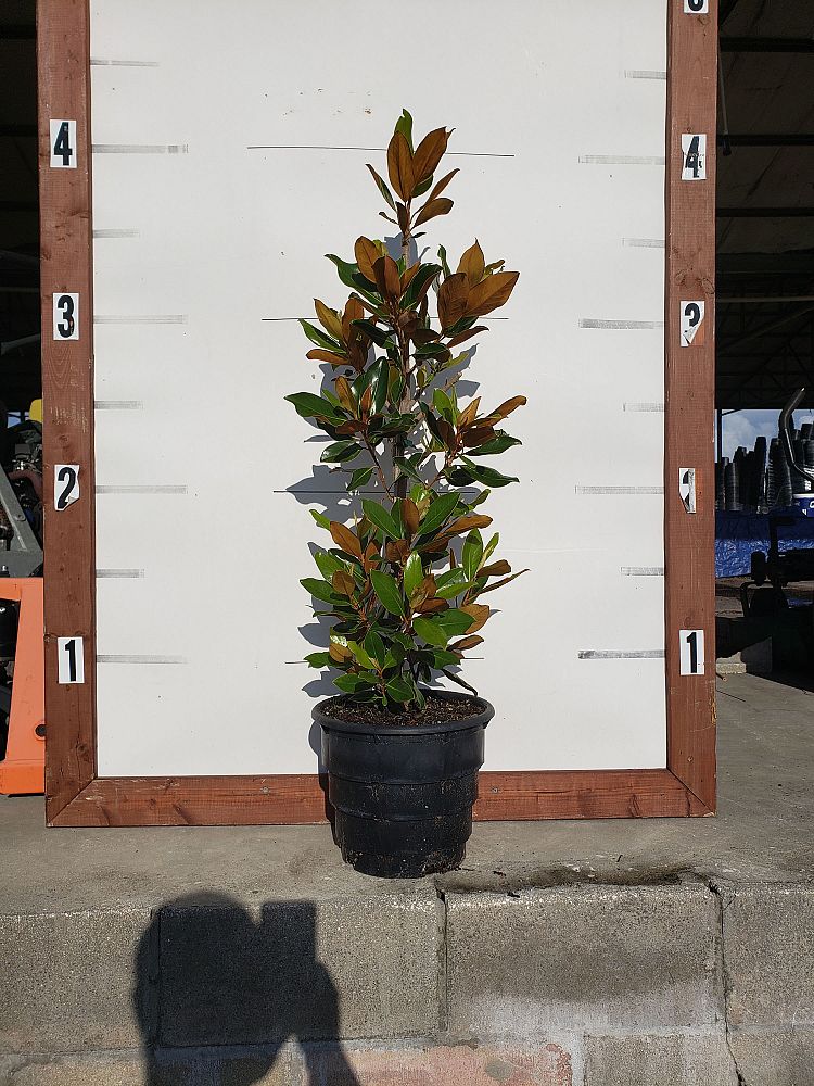 magnolia-grandiflora-little-gem-southern-magnolia