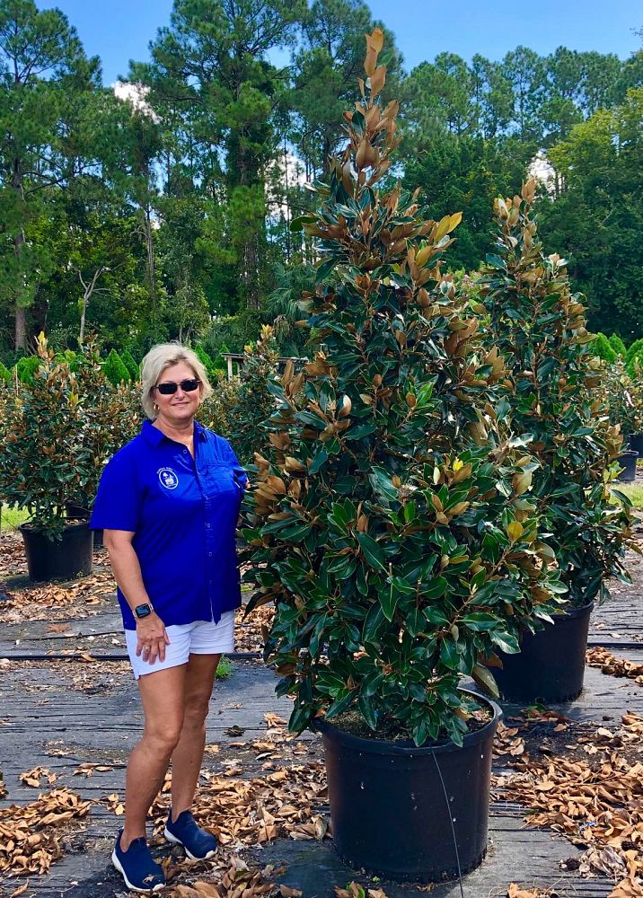 magnolia-grandiflora-little-gem-southern-magnolia