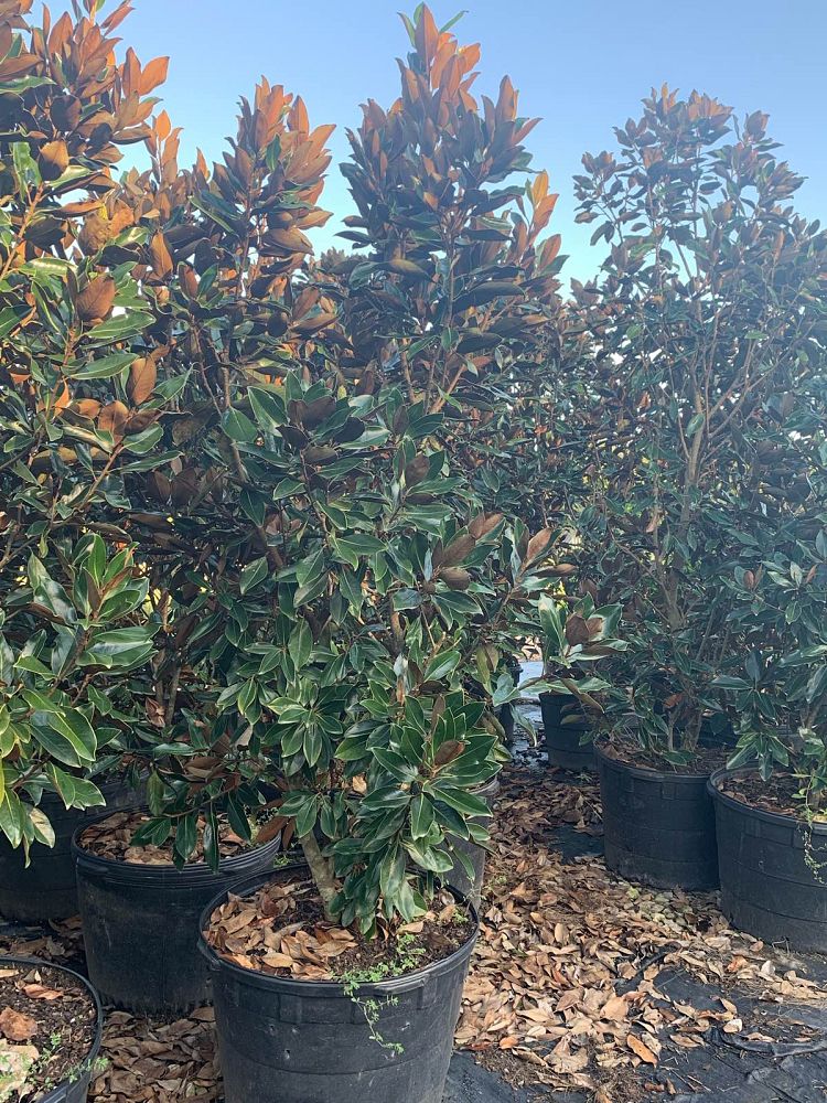magnolia-grandiflora-little-gem-southern-magnolia