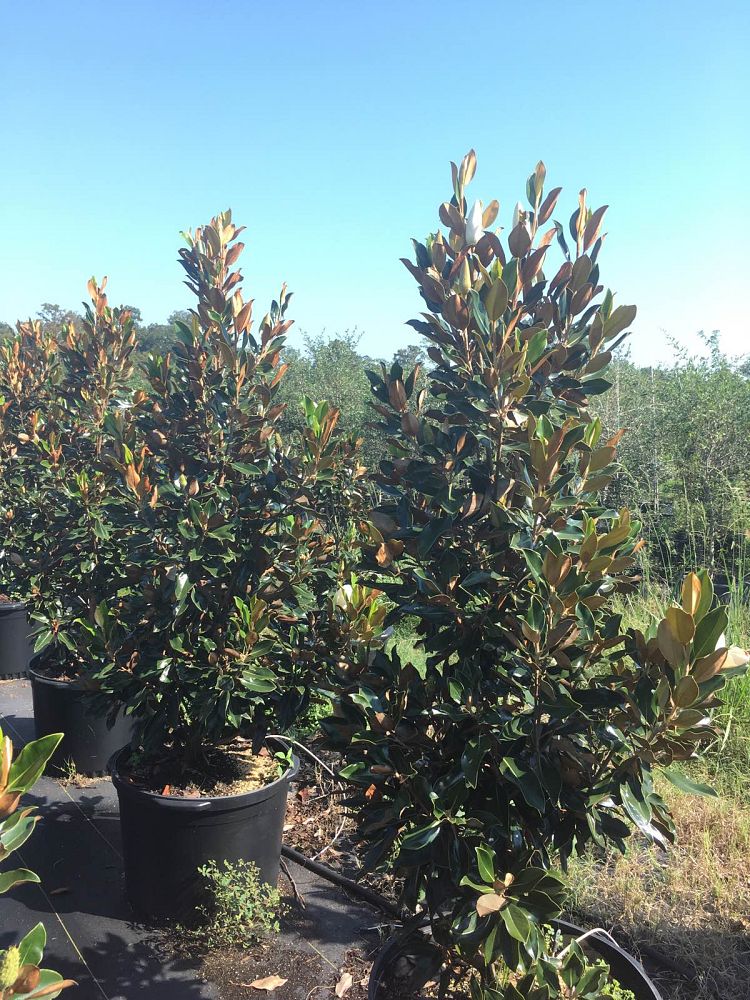 magnolia-grandiflora-little-gem-southern-magnolia