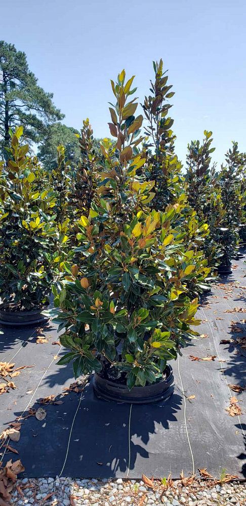magnolia-grandiflora-little-gem-southern-magnolia