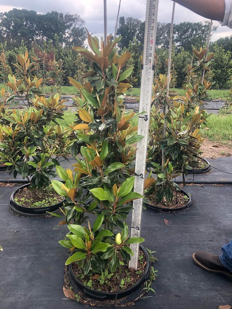 magnolia-grandiflora-little-gem-southern-magnolia