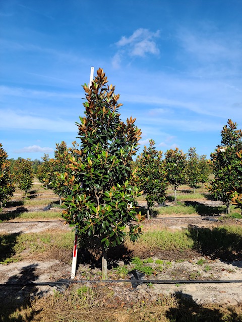 magnolia-grandiflora-little-gem-southern-magnolia
