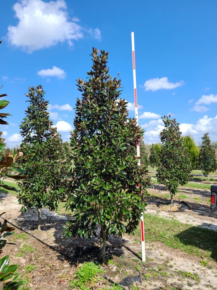 magnolia-grandiflora-little-gem-southern-magnolia