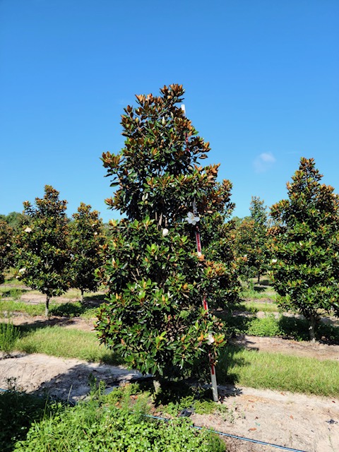 magnolia-grandiflora-little-gem-southern-magnolia