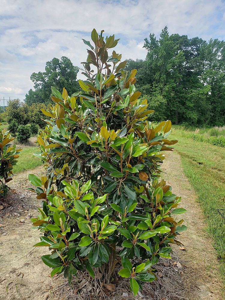 magnolia-grandiflora-little-gem-southern-magnolia