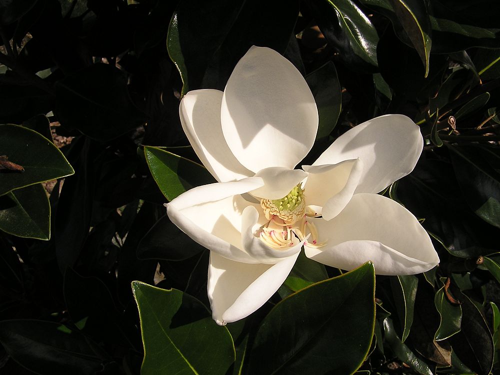 magnolia-grandiflora-little-gem-southern-magnolia