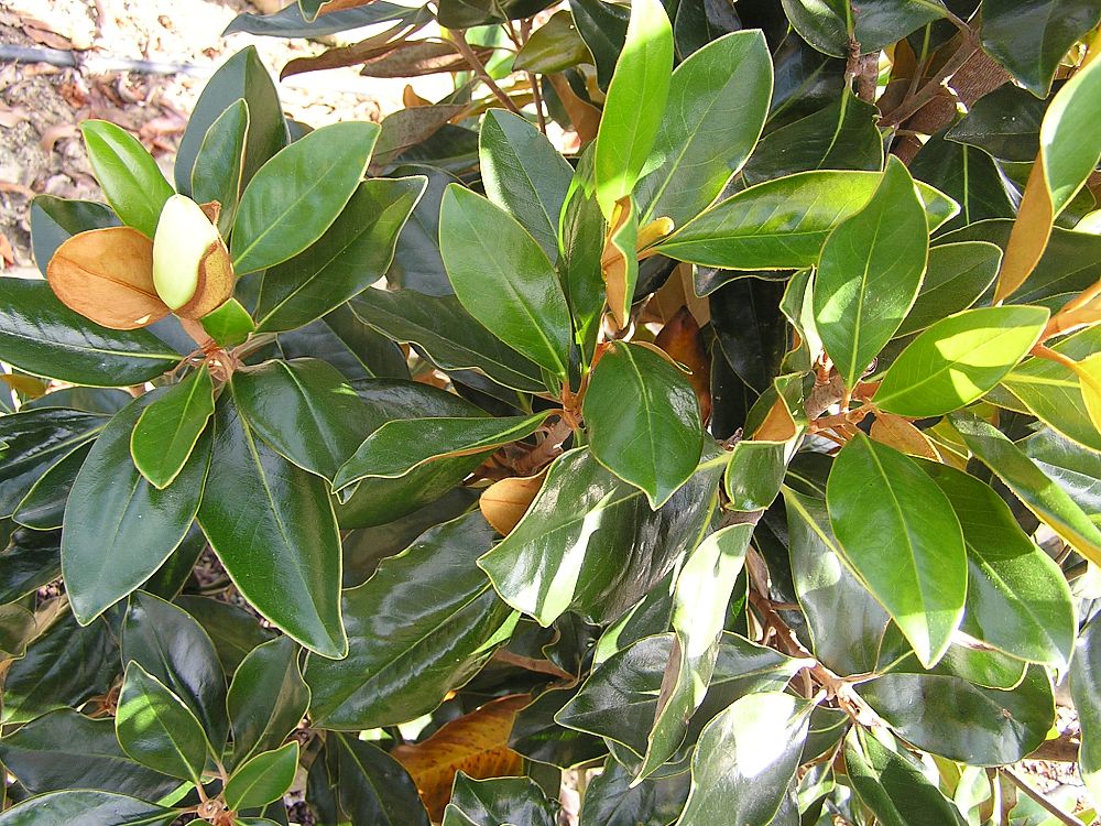 magnolia-grandiflora-little-gem-southern-magnolia
