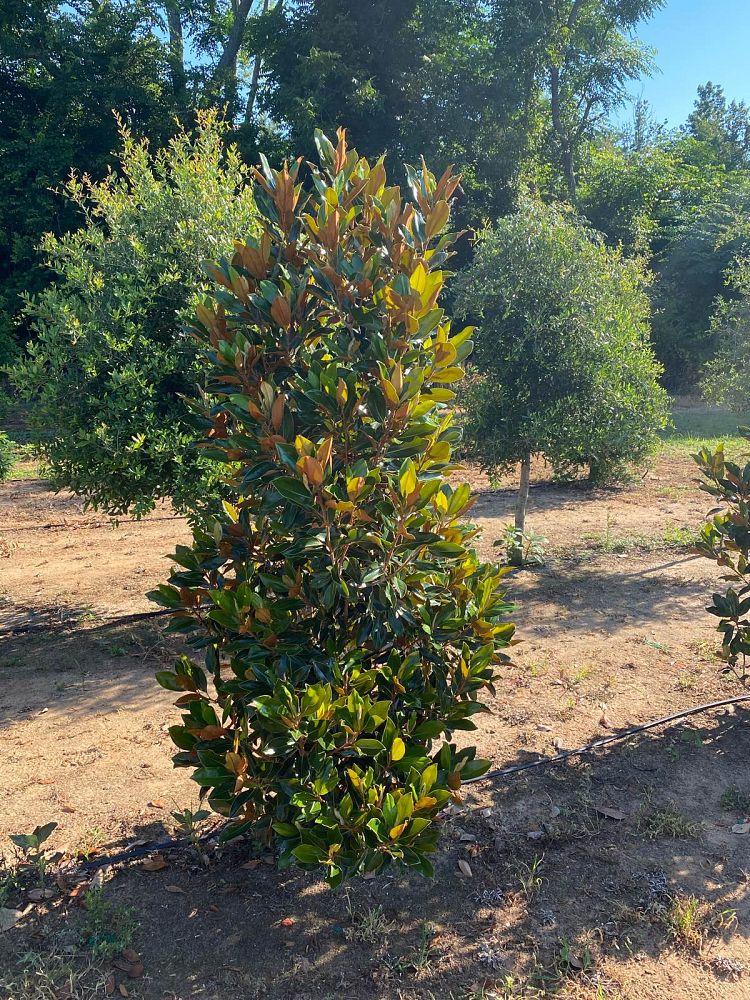 magnolia-grandiflora-little-gem-southern-magnolia