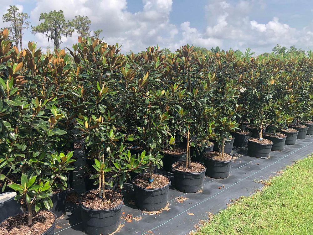 magnolia-grandiflora-little-gem-southern-magnolia