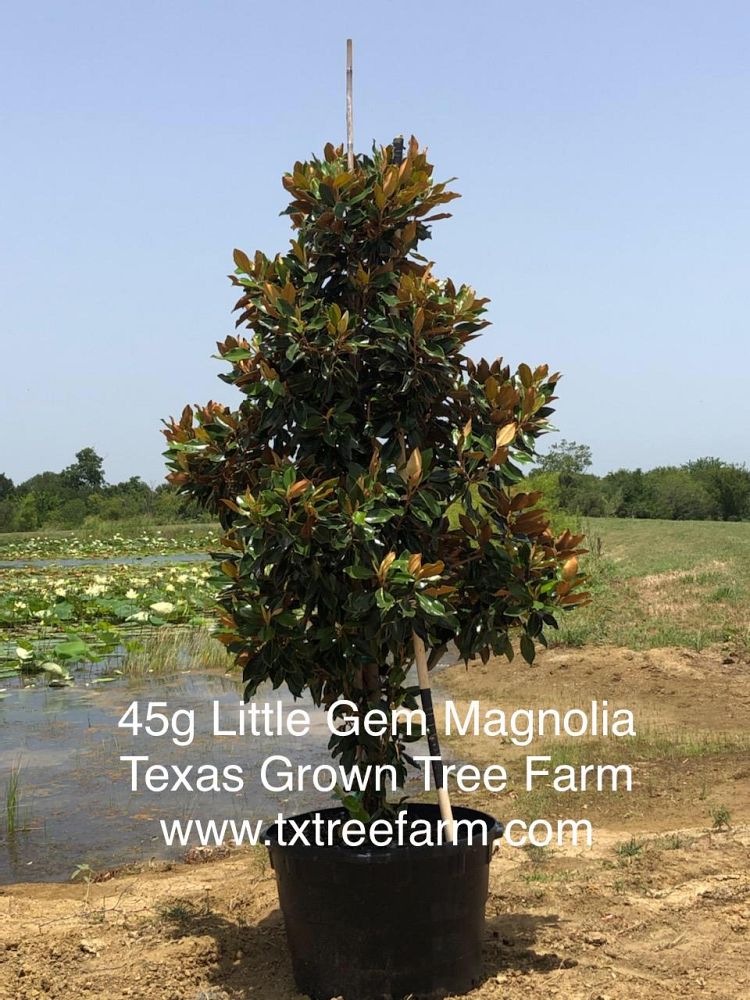 magnolia-grandiflora-little-gem-southern-magnolia